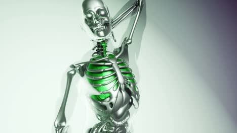 Modelo-De-Pulmones-Humanos-Con-Todos-Los-órganos-Y-Huesos